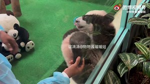 If you don't learn to do a proper pedicure, I swear on the gigantic fluffy bum of my mother that I will bite your ass! Maybe a bite can teach you how to do your work, silly butler! 😡👹 #panda #funny | Pandas, a Light In My Heart