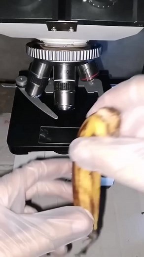 Banana -- under in Microscope 🔬 | Beauty of Nature