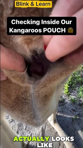 What’s Inside a Kangaroo’s Pouch? 😱 #shorts #nature