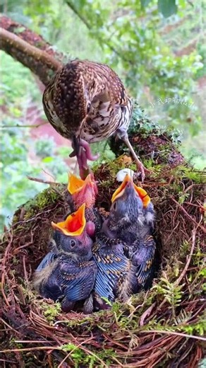 这世界上只有父母是最爱自己孩子的