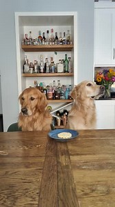 Huxley VS Hugo | Hugo and Ursula