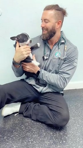 This is a Frenchton - a cross between the Boston Terrier and French Bulldog breeds. #drtom #patienceformypatients #veterinarian #veterinariansoftiktok #viral #Love #vetlife #vetmed #fyp #fyp @goclove | Dr.Tom