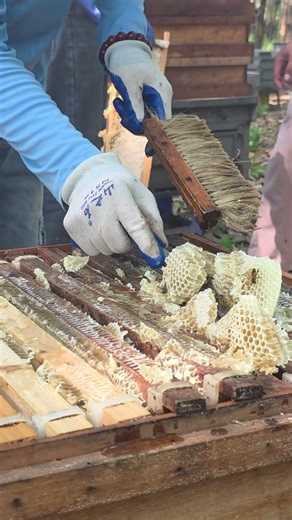 New clean honey on bee frame.