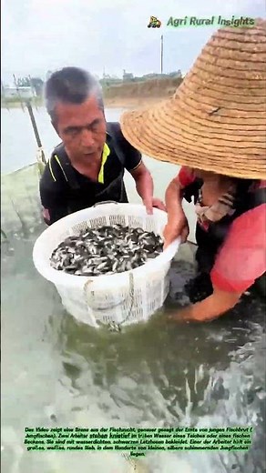 🐟 Silberne Schwärme im Netz: Wie die Ernte von Fischbrut die Teiche füllt