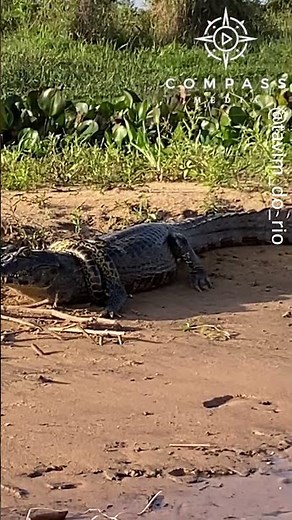 Caiman Walks Around with Anaconda Wrapped Around Body