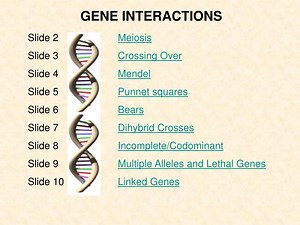 GENE INTERACTIONS - SlideServe