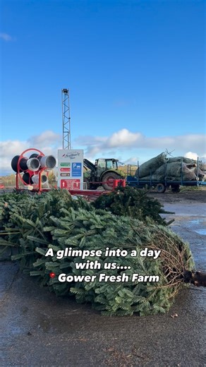 POV: When magical Grottos, Christmas shops, tree harvesting and Christmas barns are LIFE ✨🎄😍🫶🏼 Book NOW for the Grotto - meet Father Christmas and experience true Christmas magic with our walk through winter wonderland 😍 Our Christmas barn is displaying 100s of trees - perfect for you! We’re THE Christmas Tree farm in south wales 🎄🥰 Meet the reindeer before their famous flight 😍🦌🦌 Open 9-7pm weekdays Open 9-5pm weekends Head online for ALL the latest - and book the grotto before it sel