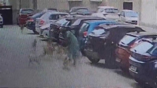 Woman fights off pack of stray dogs attacking her in India