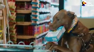 Service dog Colt is more than a pet to his owner Janaye. She says he brightens her whole world. ❤️ | The Dodo