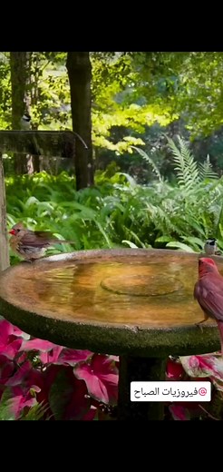Morning Birds and Fairouz: A Coffee-Filled Good Morning