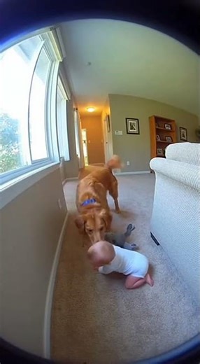 Hero Dog Saves Baby From Window Fall!