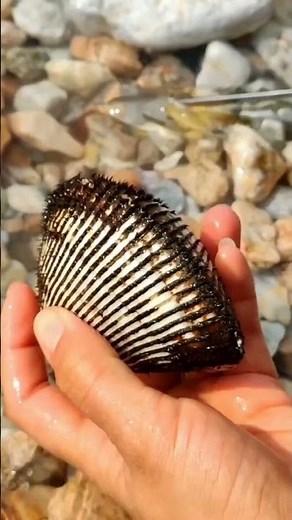 How Pearls Are Formed Inside Oysters 🦪✨ | Amazing Ocean Secret #shorts