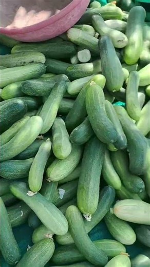 Biggest cucumber in my farm. cucumber harvesting.🥒🌟