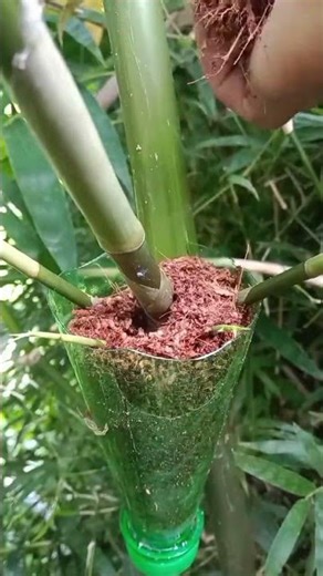 Amazing Air Layering Bamboo Technique 🌿 | Fast Plant Propagation Trick