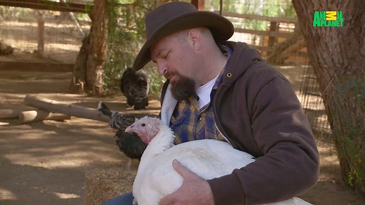 Wild animals and dogs and cats aren't the only animals that need help. Farm animals also face their fair share of neglect and some have come to Farm Sanctuary for some much needed TLC. 🐄 🐓 🐖 | Animal Planet