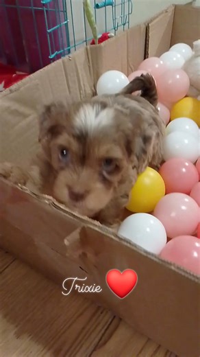 #puppyculturebreeder #yorkielove #biewer #cutepuppy #yorkie #puppysocialisation #biewerterrier #biewerpuppy | Amazing Biewer UK - Local Authority licensed breeder
