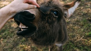 Stop Your Donkey From Biting: It Is Possible!