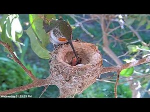 Allen's Hummingbird Nest Spring 2023 - Olive feeding her new hatchling February 1st.