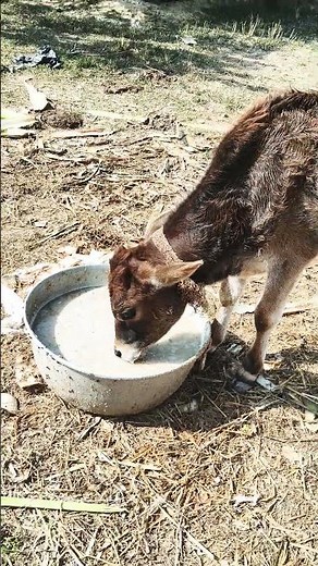 #milkingmachinetamilnadu #cow #lovesong #lovesong #funny #funny #sayangurukul