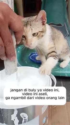 Semoga Berkah Video ini #short #kitten #kucing