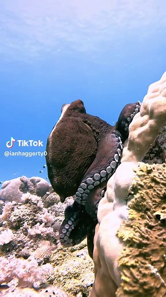 Exploring the Fascinating Life of Octopuses