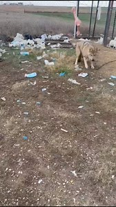 1.1M views · 4.3K reactions | If Kangals and wolves are raised...