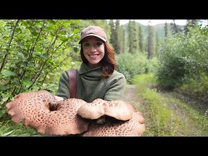 Foraging GIANT Wild Mushrooms in Remote Alaska | Traditional Drying & Preservation