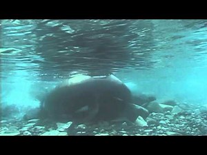 Discovering Seal Sounds in Antarctica