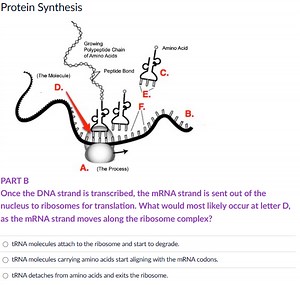 Once the DNA strand is transcribed, the mRNA strand is sent out... | Filo