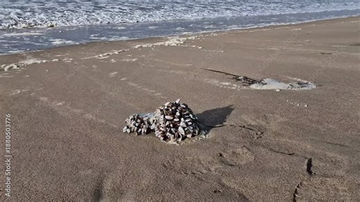Goose barnacles barnacle on a bottle at sea beach