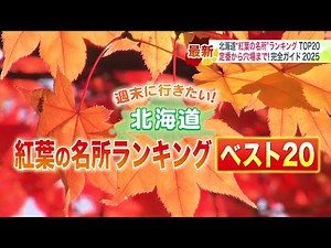 Hokkaido's Top 20 Autumn Foliage Spots: A panoramic view of the autumn foliage below, rare autumn...