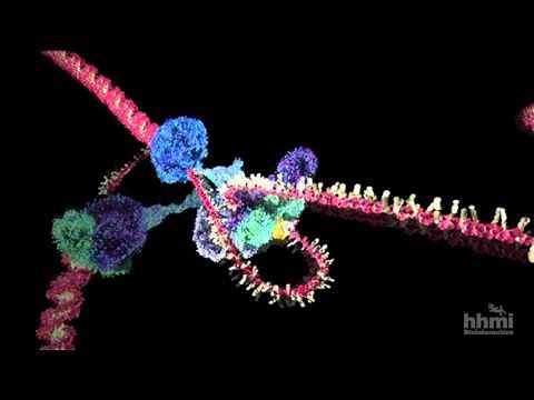 Replicación del ADN (avanzado) | HHMI BioInteractive Video