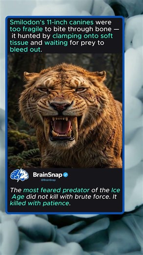 Smilodon The Ice Age's Most Misunderstood Pre