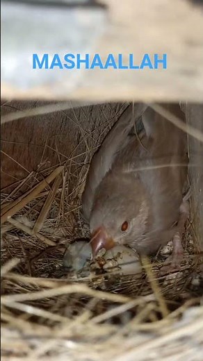 FAWN JAVA CHICKS GROWING STAGE'S (BABIES) ❤️❤️❤️🐦🐦🐦 #shorts