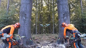 Controlled Beech Tree Felling With Skilled Techniques And Precision