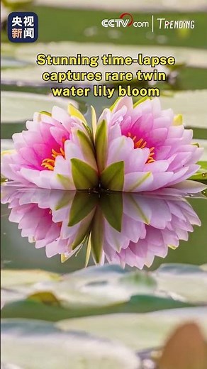 Stunning time-lapse captures rare twin water lily bloom