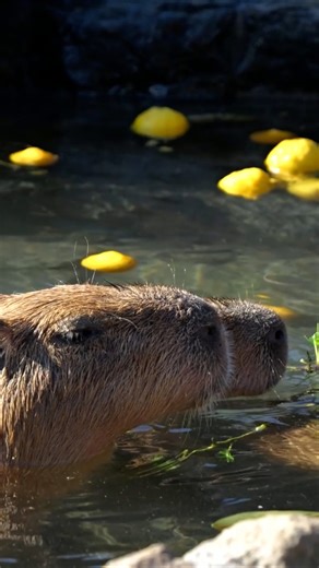 Close up views of the capybara, the world's largest rodent