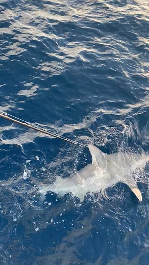 This kid just loves to show off! Landon doing a great job keeping this fat Bull Shark occupied while we plucked the Snappers from under it. Weather looks good through the weekend with light loads and lots of extra elbow room! Book online at FishObsession.com or call (321)453-3474 #spacecoastliving #Spacecoast #familyfun #goliathgrouper #bullshark #family #saltwaterfishing #familytime #portcanaveralflorida #toomanysharks #taxman #juniorangler #bigfish | Obsession Fishing Charters