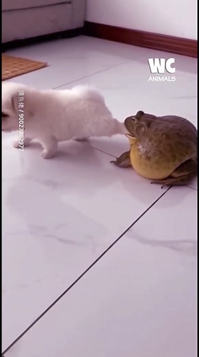 Toad vs dog | Watercooler Animals