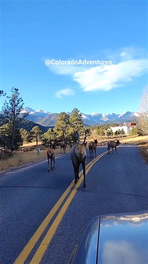 This bull elk is huge! #bullelk #elk #bigelk #hugeelk #elkantlers #estespark #estesparkcolorado #colorado #coloradowildlife #coloradoadventures #fbreels #wildlifereels #reelsfb #naturereels #wildlifeonearth #fyp #nationalgeographic #wildanimals #naturevideos #foryou | Colorado Adventures