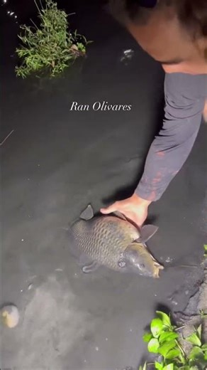 Pregnant woman wandering in the sand that we let her go #fishing #fish #carpfishing #freshwaterfish