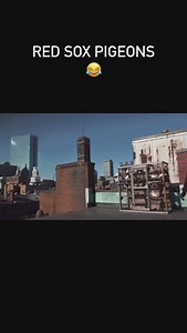 Can we actually train pigeons to do that when the Yankees are in town? 🤔😂 (Via: @nesn) #redsox #boston #mlb #baseball #viralvideos | Football’s Greatest Moments