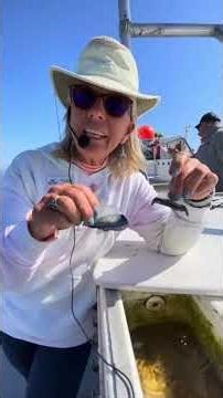 We’ve been seeing LOTS of By-the-Wind Sailors out on the water lately! 🪼 Video from 4/23