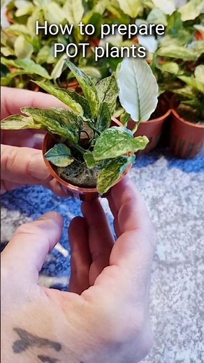 How to plant Anubias