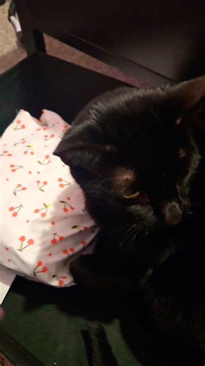 Cat Slaps Hand Away 🤣 #cat #funny #shorts #trending #foryou #foryoupage #viral #fyp #viralshorts