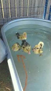 Our beautiful little 11 day Ancona ducklings