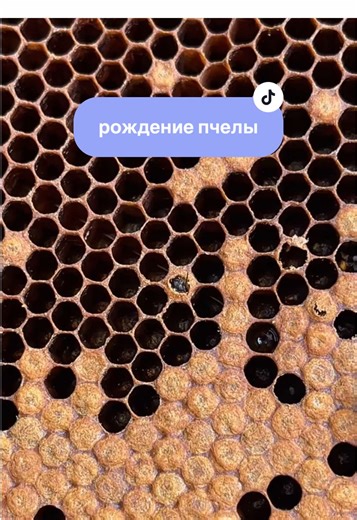 pchelovod_sergey (@pchelovod_sergey)’s videos with Honey Bee - Netherfriends