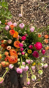 Obviously double check that your zone is compatible for this planting schedule. This is what has worked great for me for the past 3 years. If the weather cooperates perfectly there is often overlap between the successions which is exactly what we want. | Local Harvest Flowers