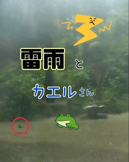 激しい雷雨とカエルさん🐸 #金剛山 #ライブカメラ #登山