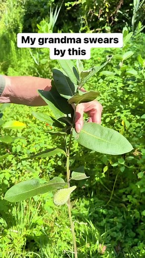 Milkweed plants have so many natural uses #plants #natural #garden #milkweed #grandma #farm #woods This video is intended for entertainment purposes only. Always discuss natural remedies with your doctor before use.